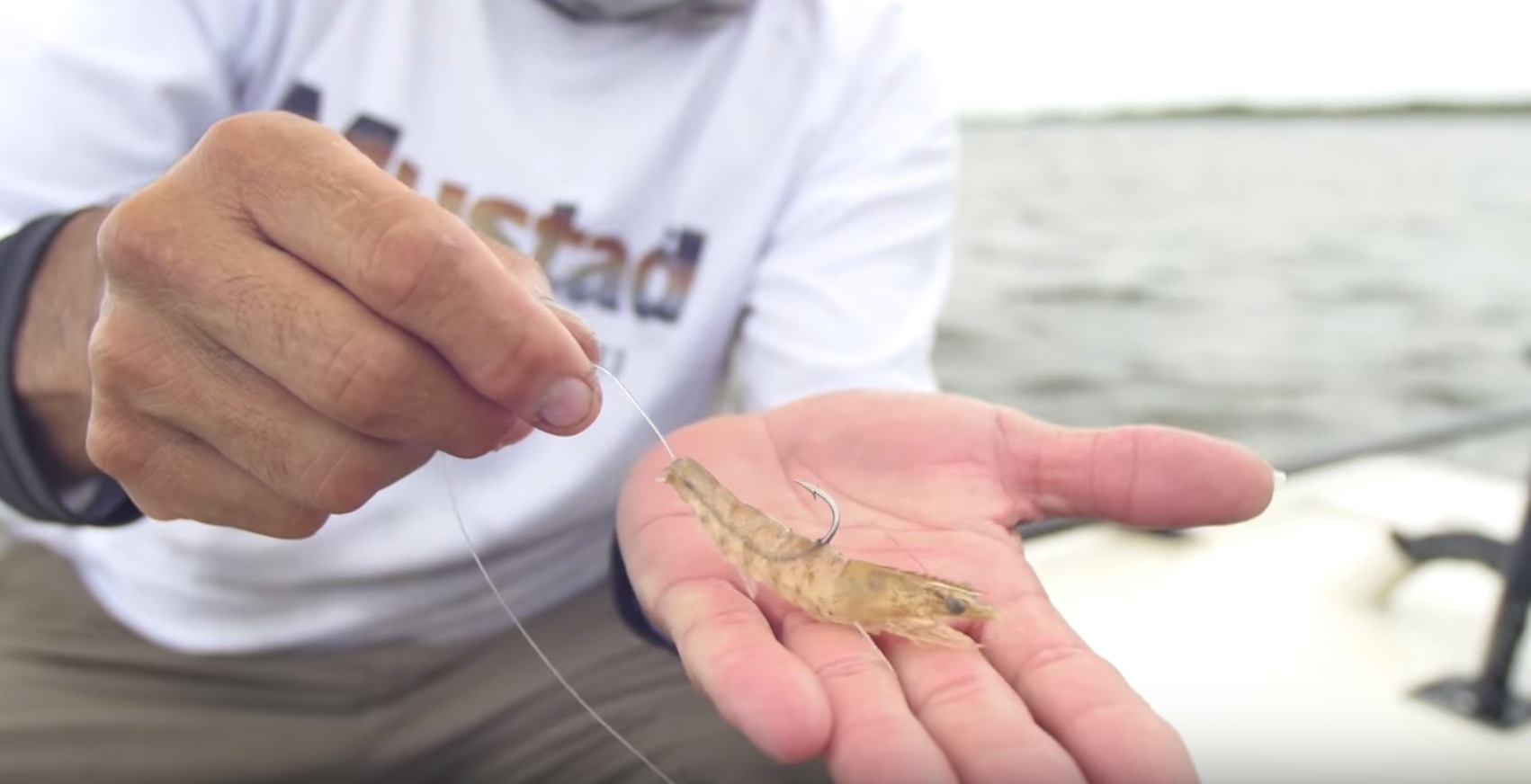 How To Hook Shrimp Like A Fishing Pro VIDEO 