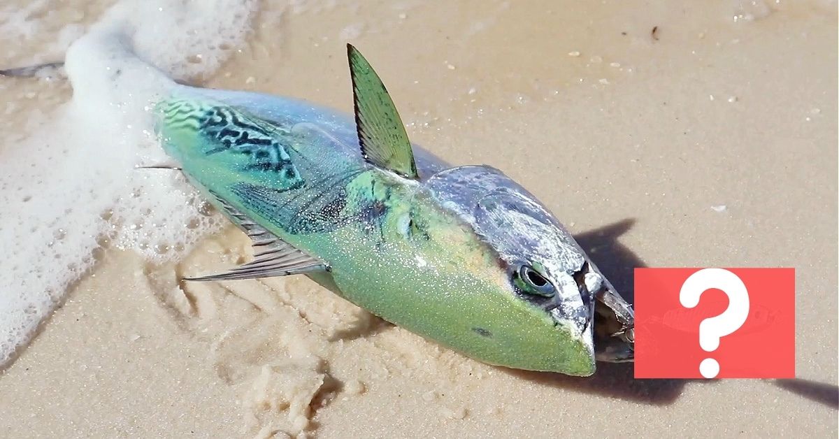 The Best Lures for Bluefish - On The Water