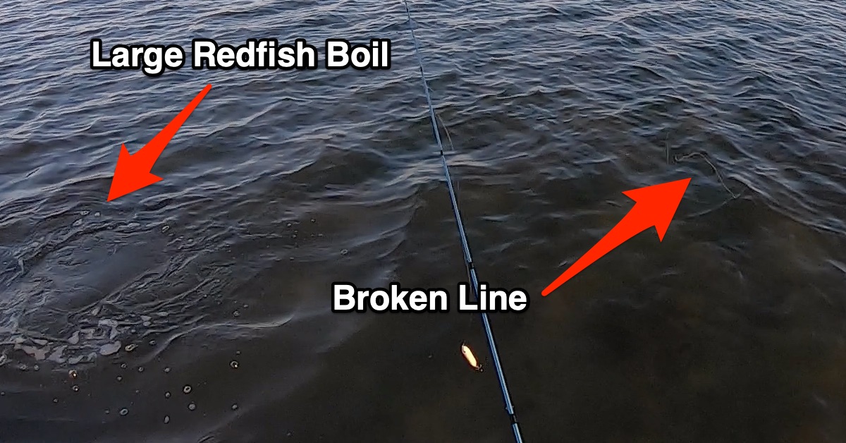 Redfish that can break fishing rods ☠️ 