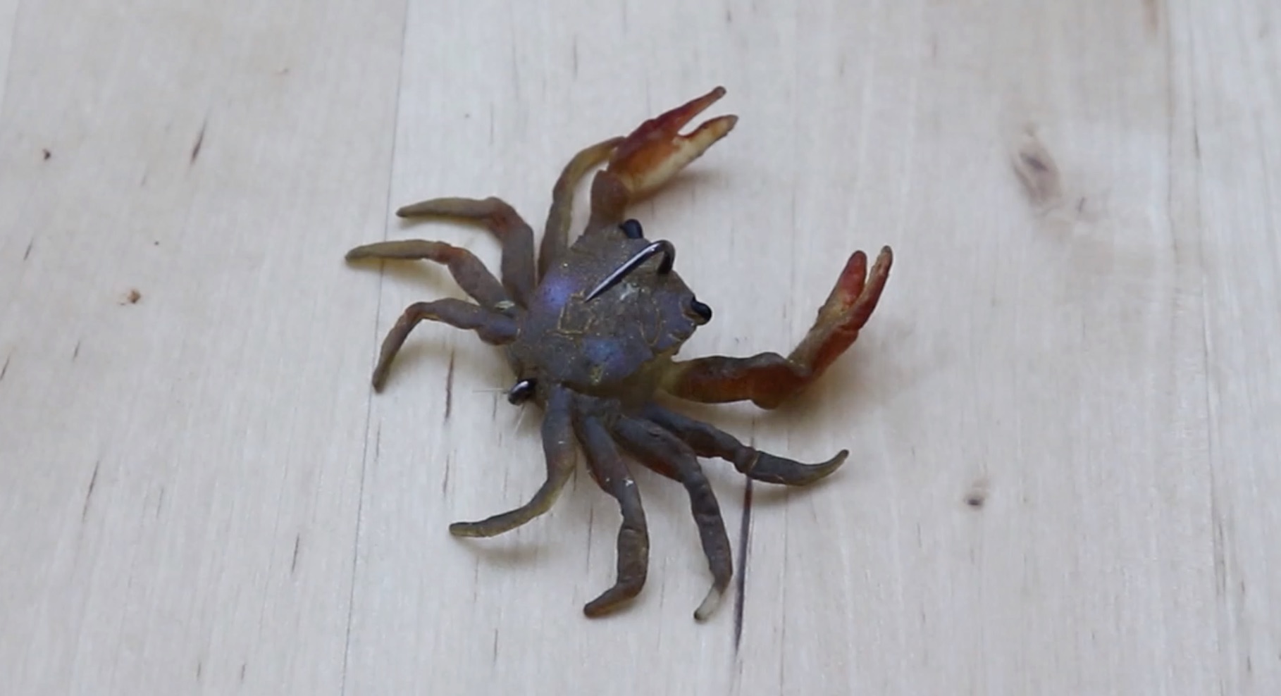 Isca Chasebaits Crusty Crab 50 mm 4,5 gramas