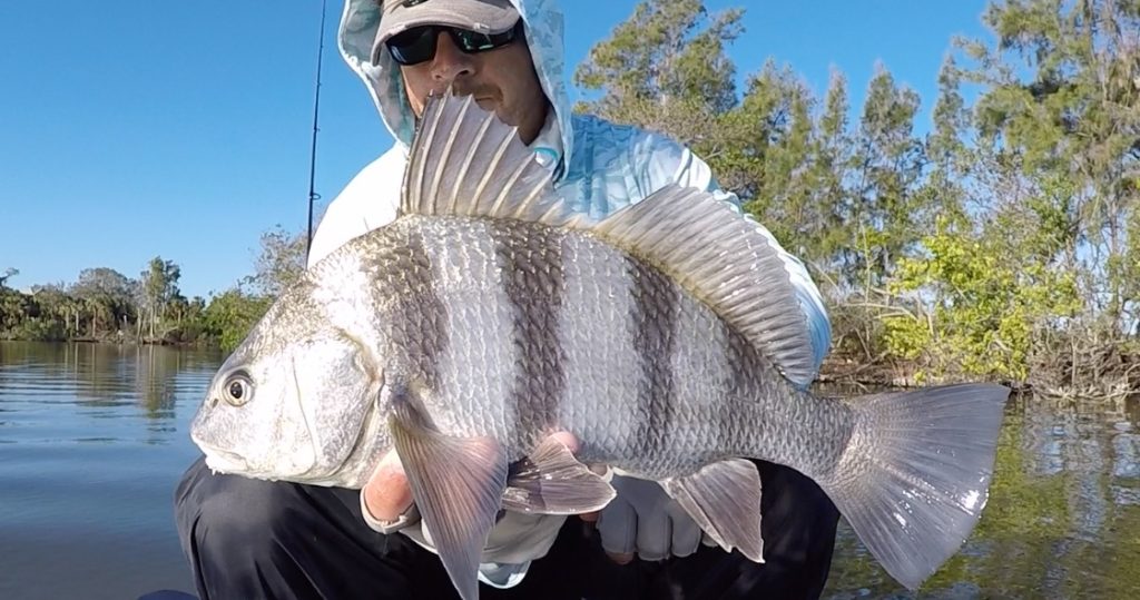 How To Catch Black Drum (Plus Free PDF Catch Card)