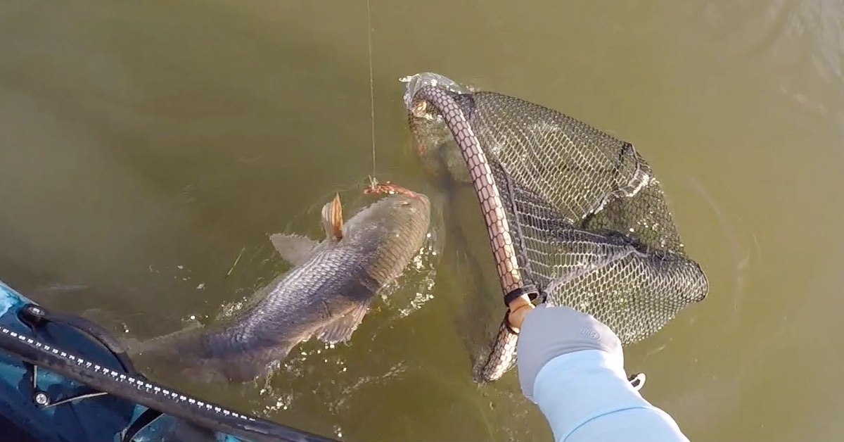 Fish Grips vs. Landing Nets: How To And Pros & Cons [VIDEO]