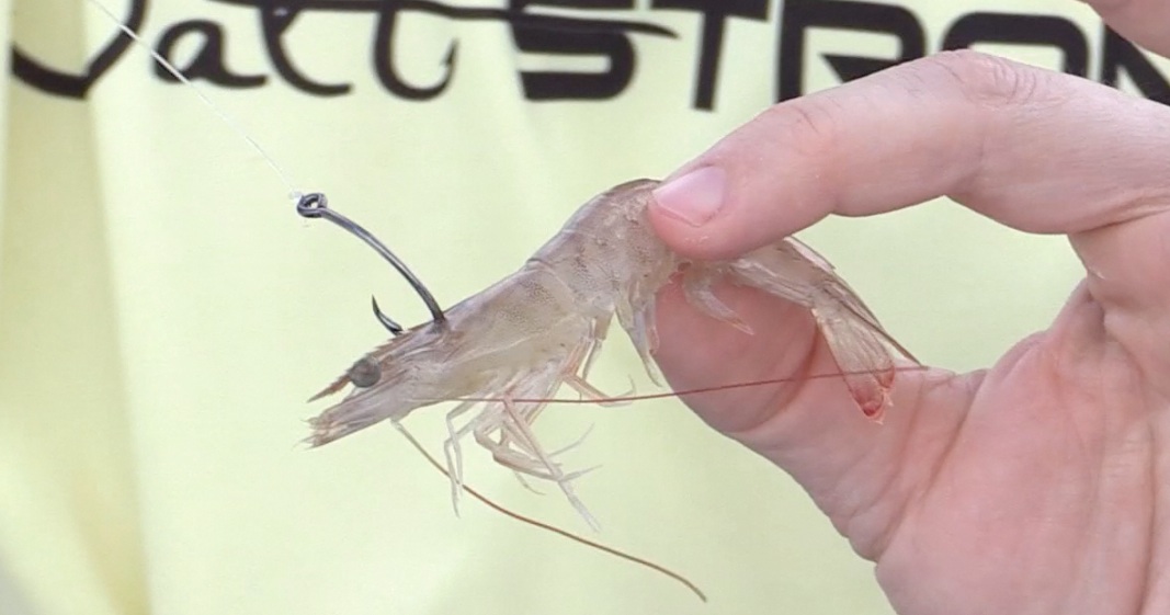 HOW-TO TIP: Baiting Up With Prawns 