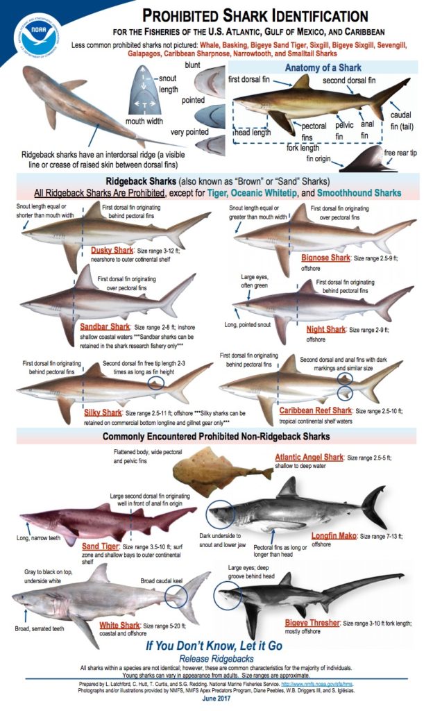 The Complete Guide To Shark Fishing Regulations In Florida