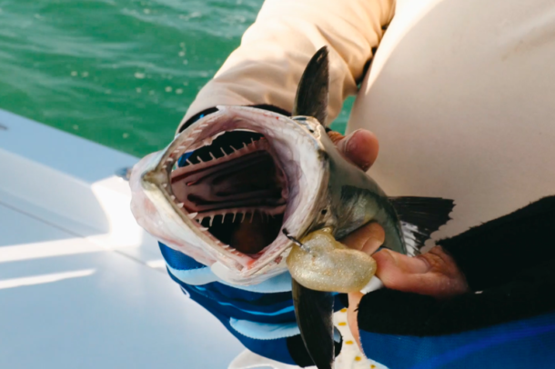 The Easy Way To Catch Spanish Mackerel (Best Lures, Spots, & Rigging)