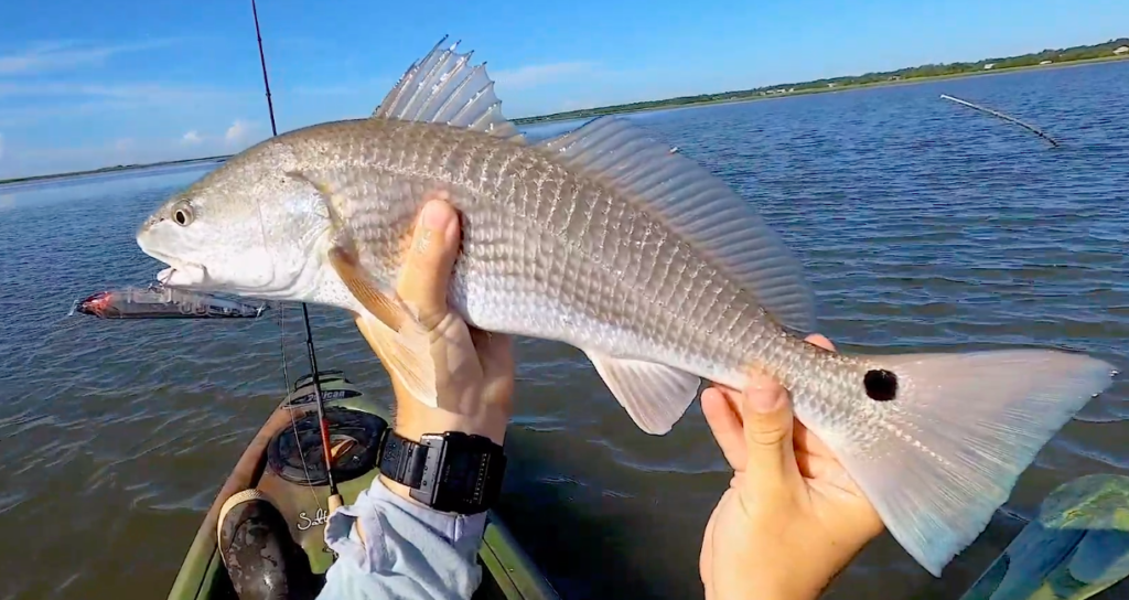 3 Tips To Catch Tailing Redfish (Best Tides, Times, & Lures)