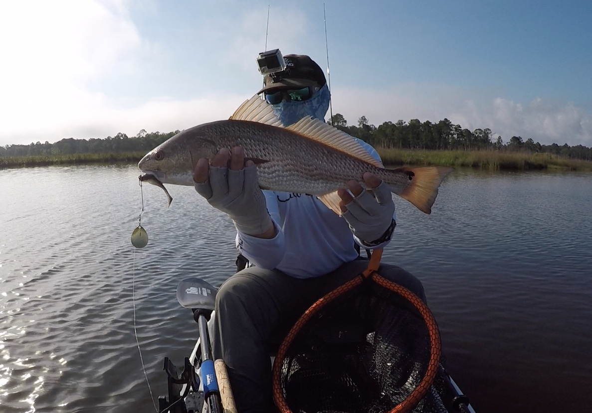 The PINK PADDLETAIL that Redfish can't resist (FREE SAMPLE PACK) 