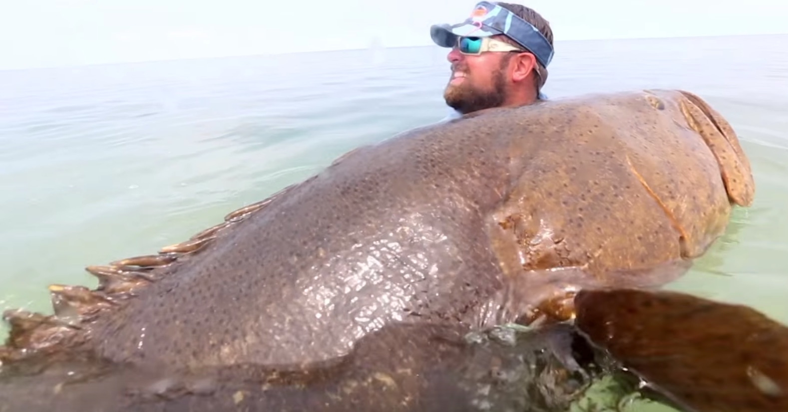 the-top-10-most-amazing-goliath-grouper-videos-on-the-internet