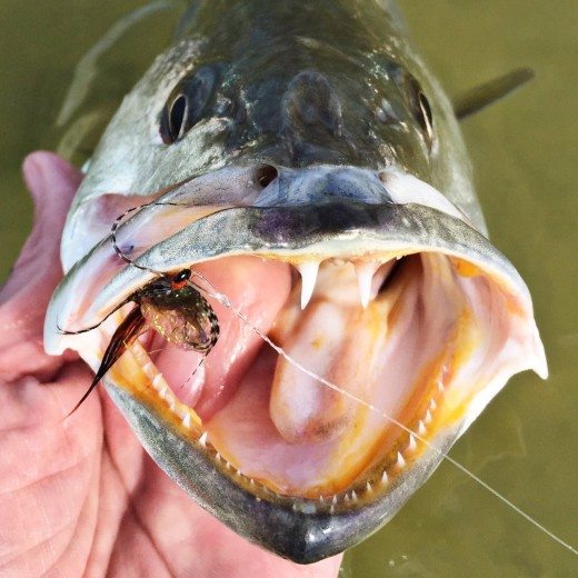 3 Shortcuts For Catching Spotted Seatrout Trout In Florida.