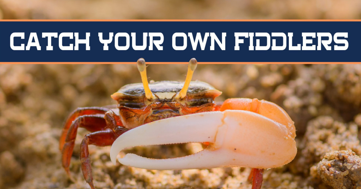 Related image  Fiddler crab, Crab, Saltwater fishing