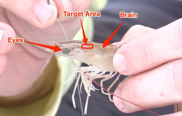 how-to-hook-a-live-shrimp-when-fishing-in-current-video