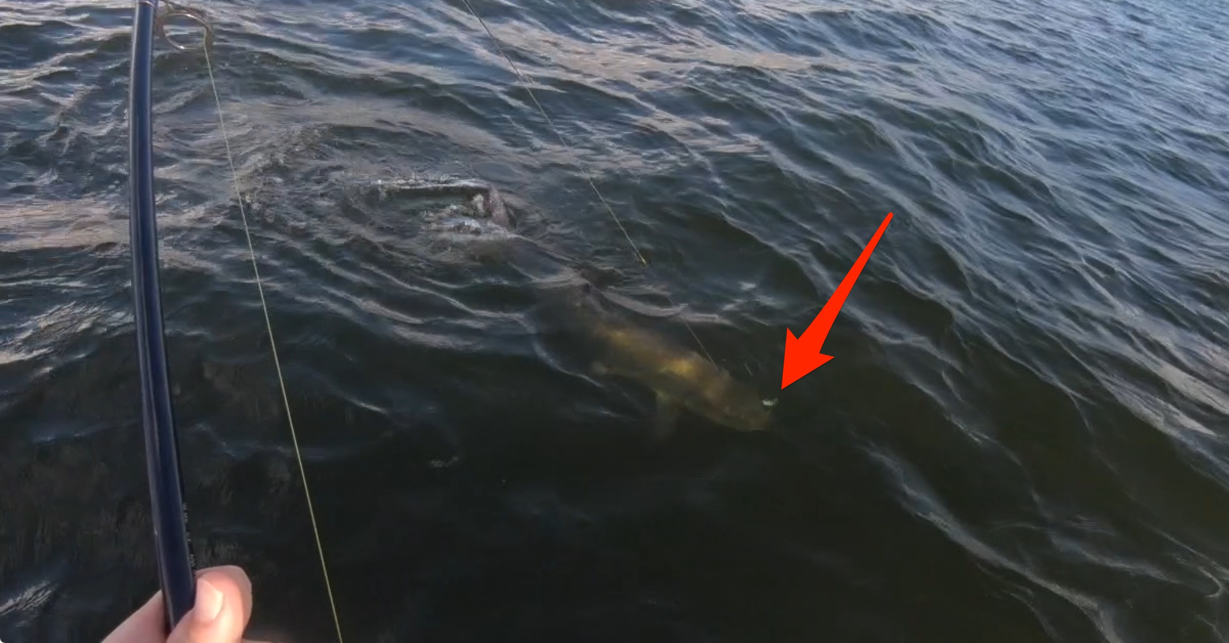 3 Of The Best Lures For Catching Big Tarpon (VIDEO)
