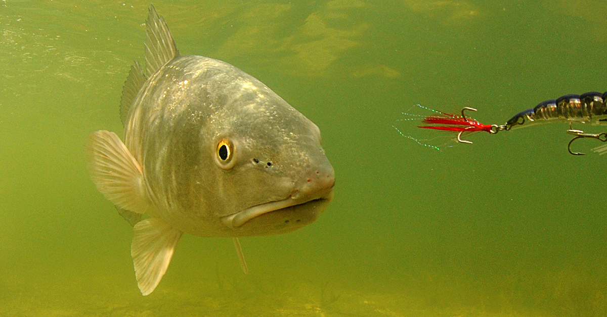 What is Your Go-To Redfish Lure ?