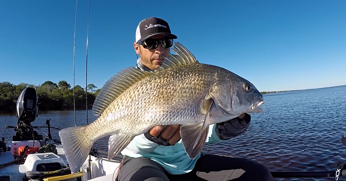 How To Catch Black Drum Using THIS Simple Shrimp Rig