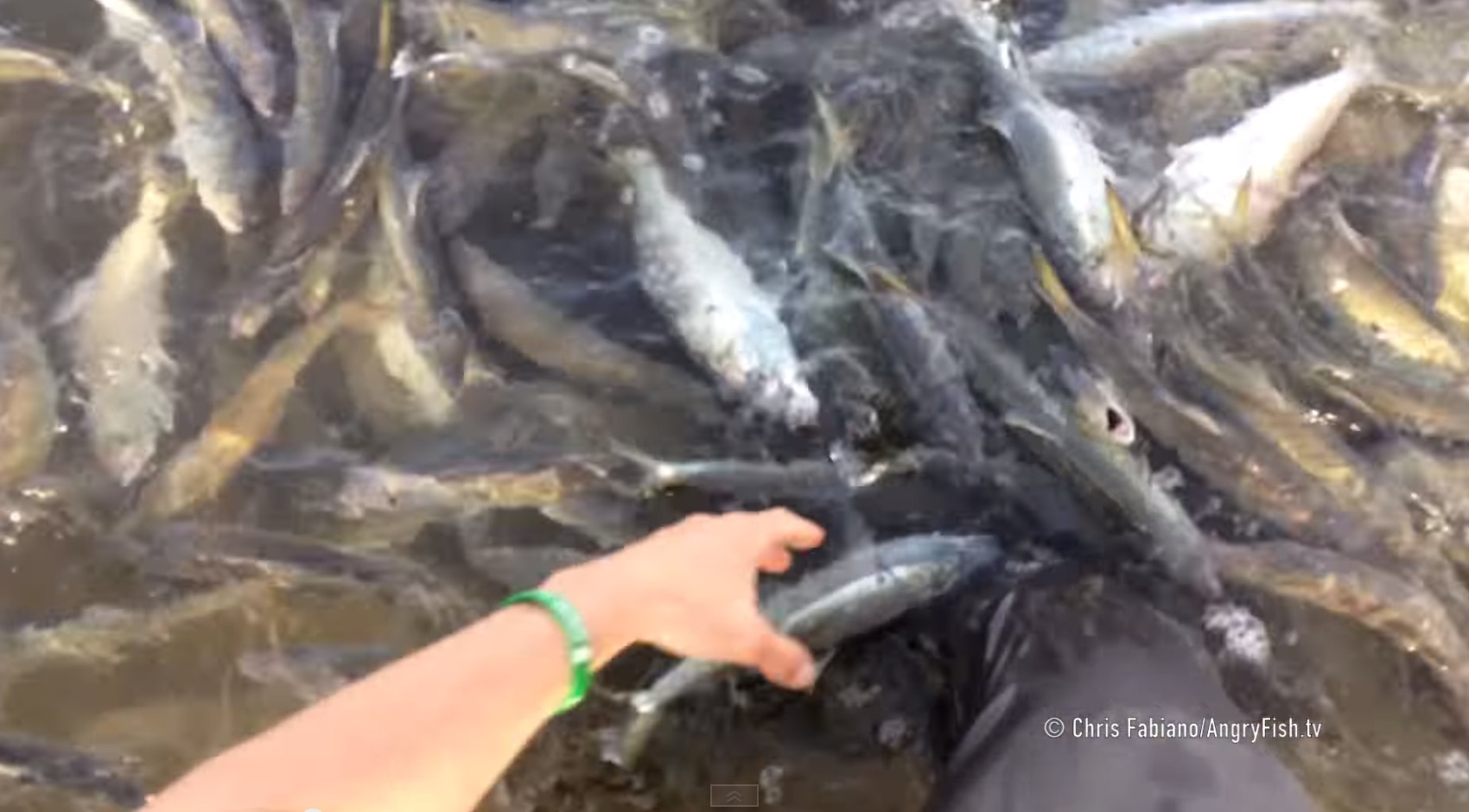 best bait for bluefish