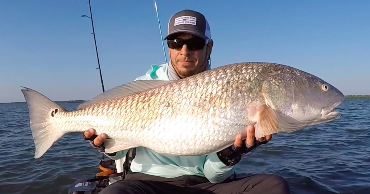 How To Catch Bull Redfish (With Cut Bait)