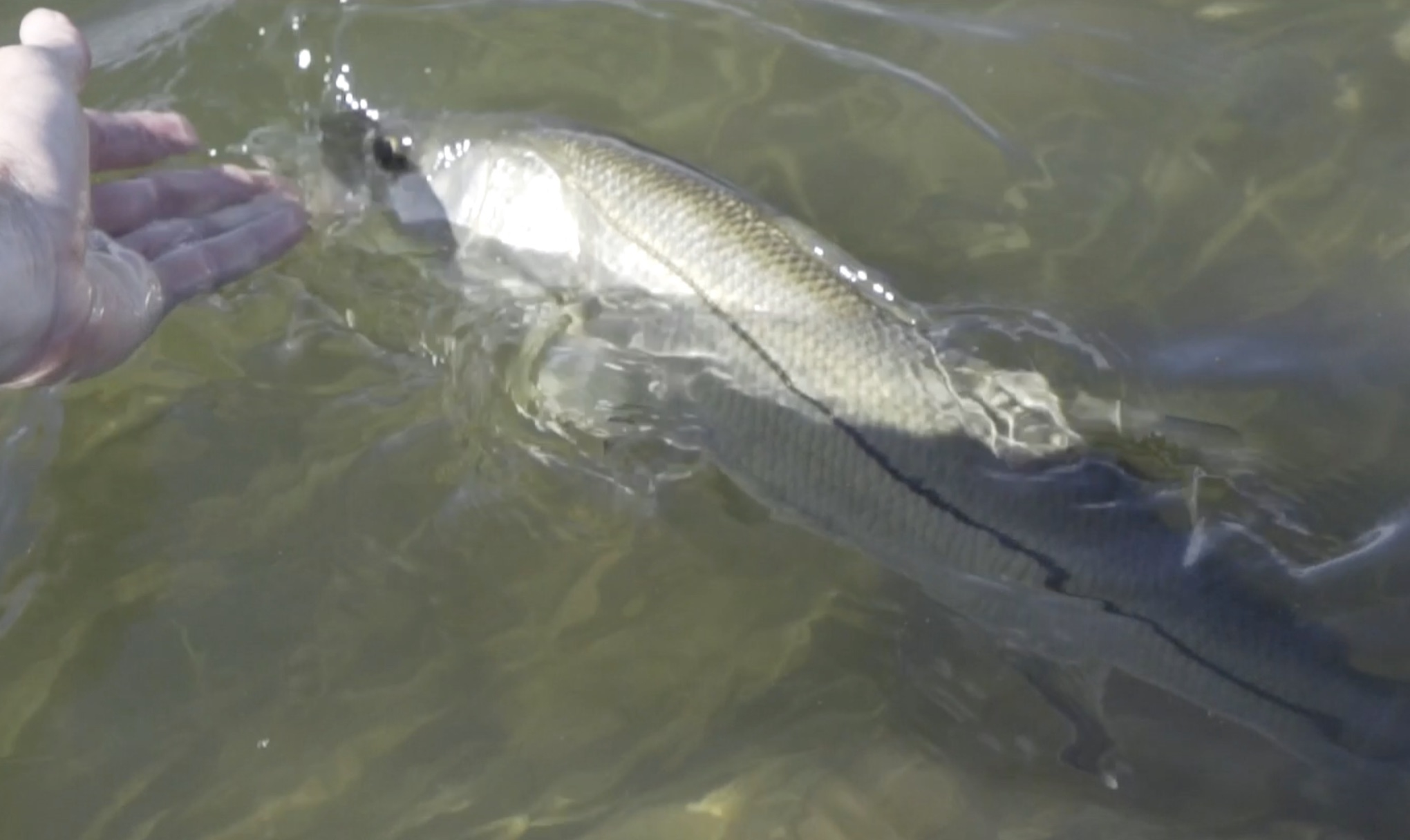 Must Know Catch and Release Fishing Tips For Saltwater Anglers.