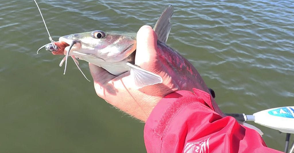 4-tips-to-avoid-catching-catfish-even-with-cut-bait