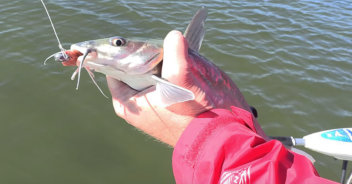 How To Safely Hold & Unhook Catfish Without Pliers [VIDEO]