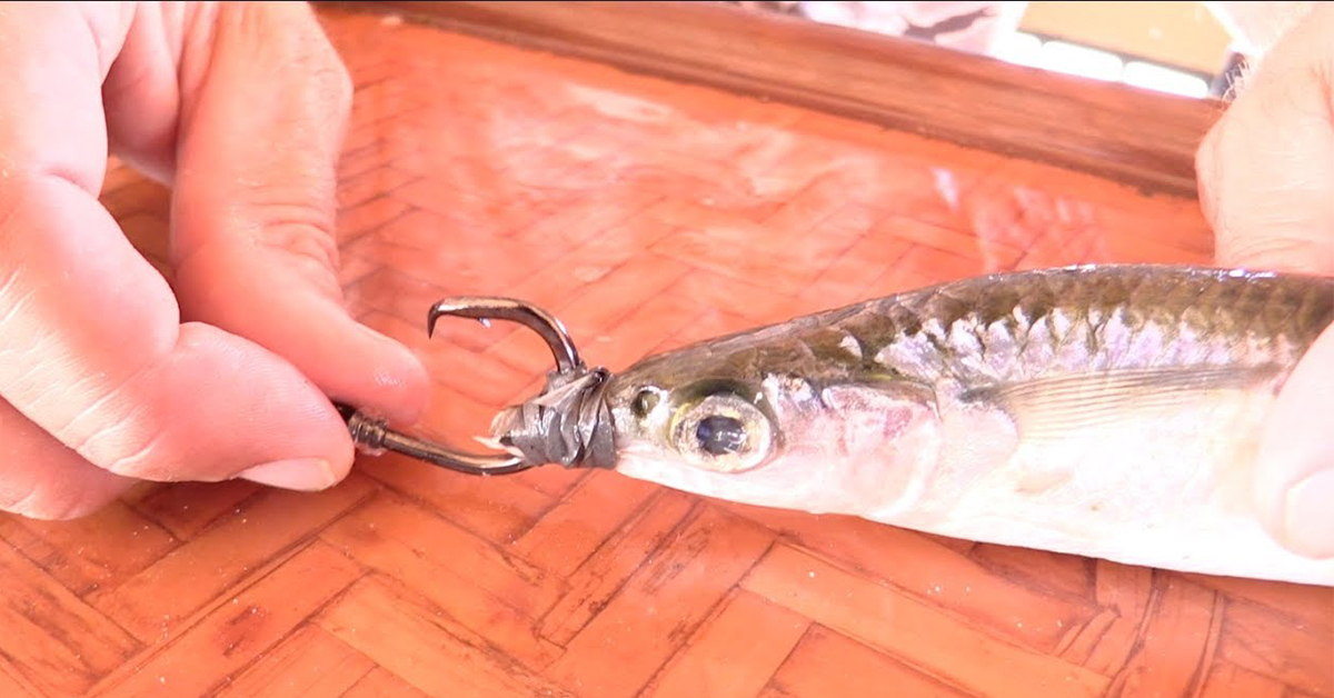 The Quickest Way To Rig A Ballyhoo With A Circle Hook [VIDEO]