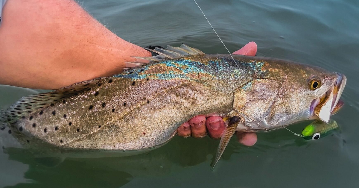 https://www.saltstrong.com/wp-content/uploads/corky-for-speckled-trout.jpg