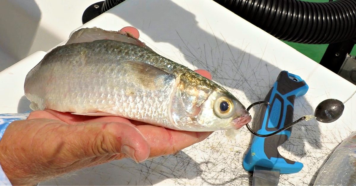 The Secret To Catching Tarpon On Butterflied Mullet