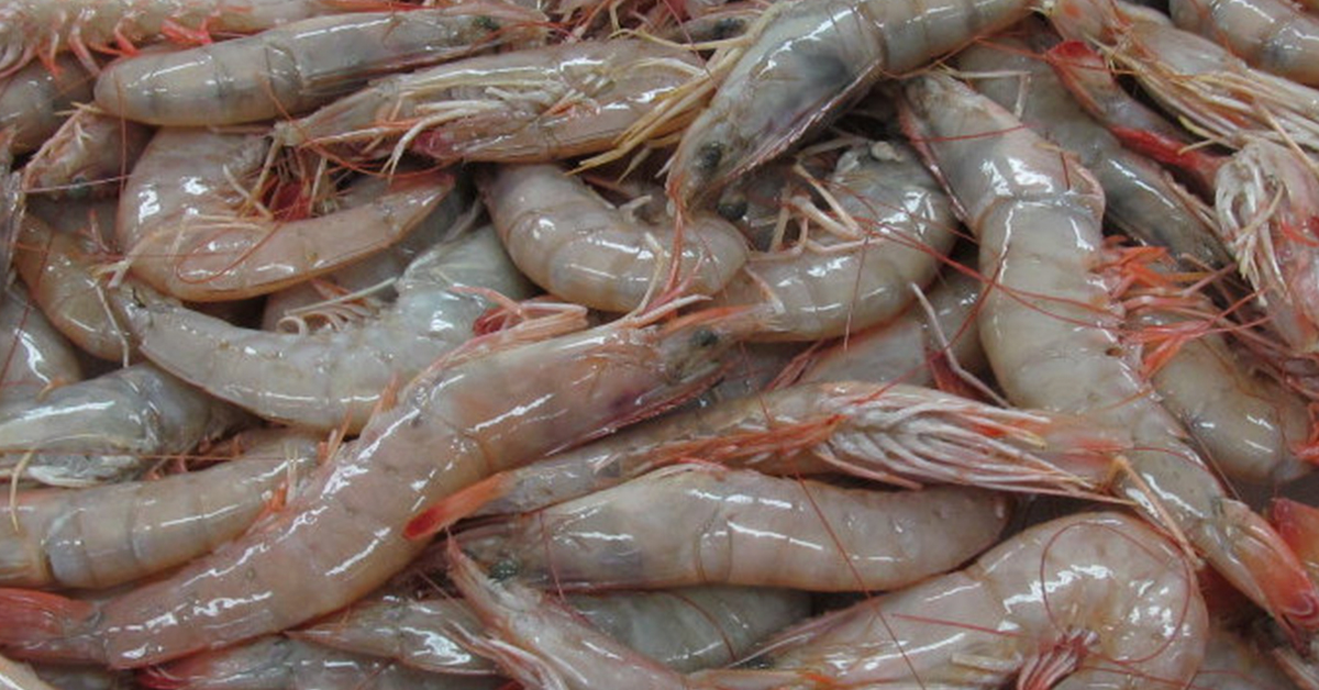 HOW-TO TIP: Baiting Up With Prawns 