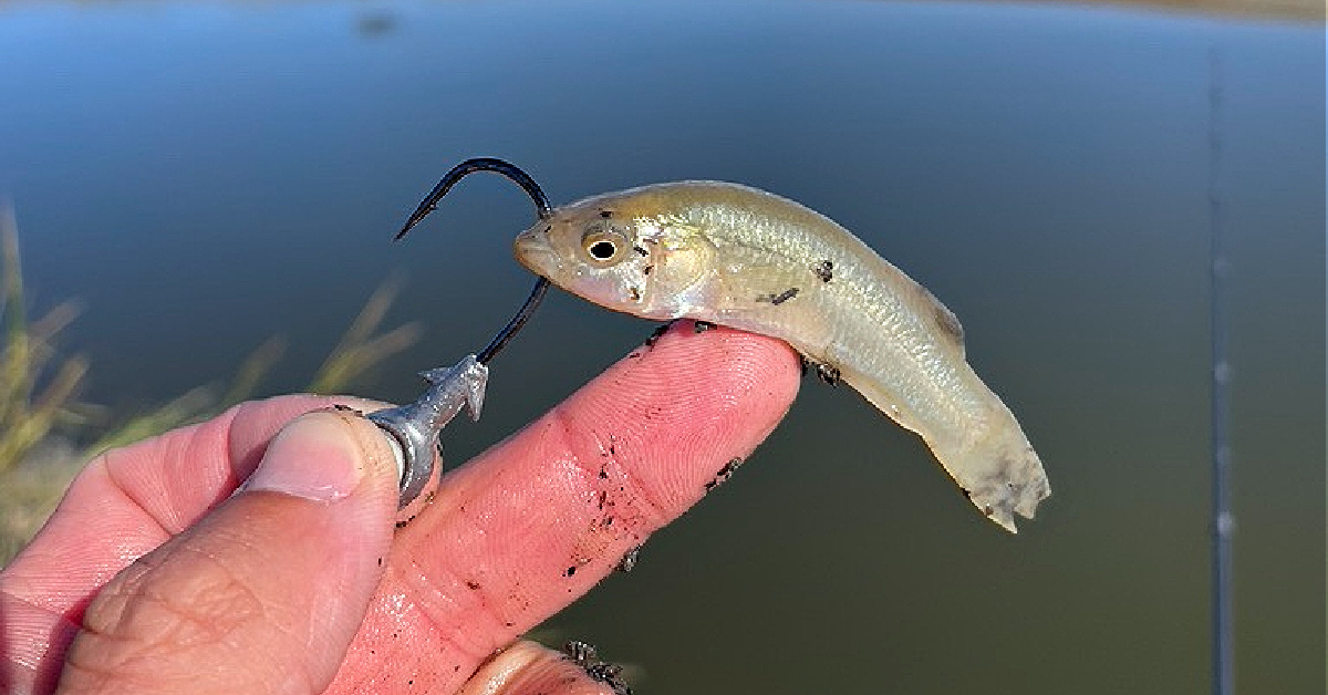 Fishbites vs Gulp ---FLOUNDER BATTLE! See which bait won! 