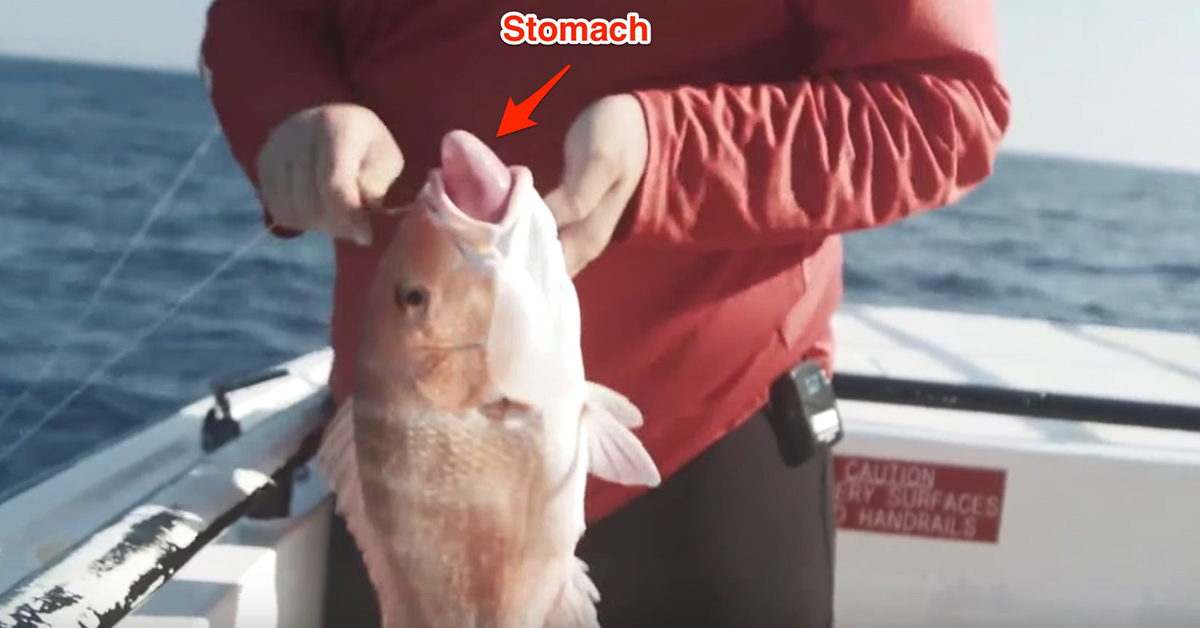 This Is How To Use A Vent Tool To Revive Bull Redfish