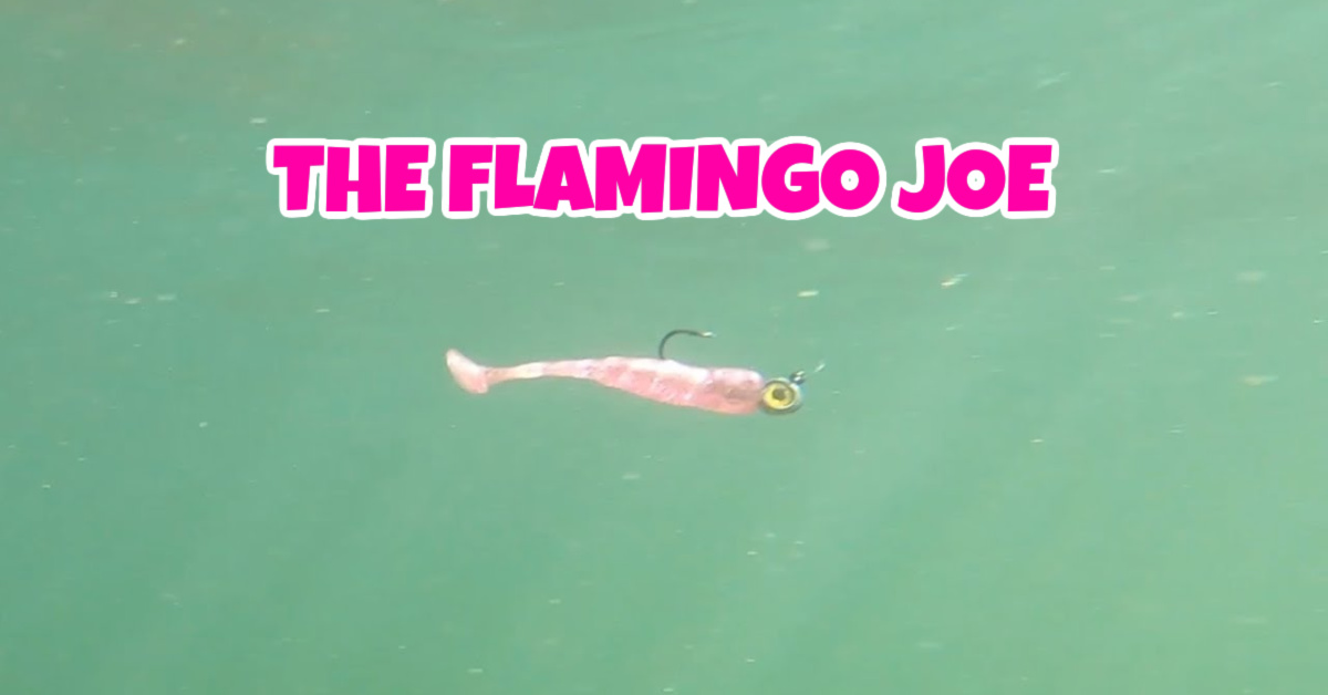 https://www.saltstrong.com/wp-content/uploads/flamingo-joe-offer.jpg