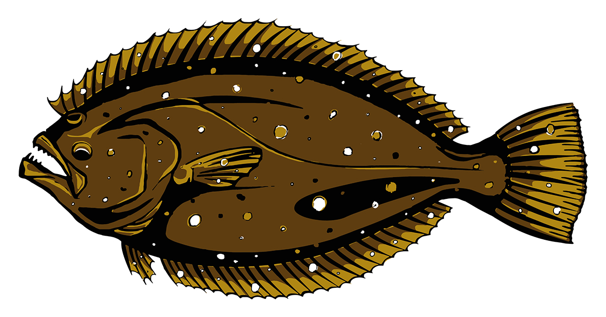 Flounder : Almost Alive Lures, The best there ever was.