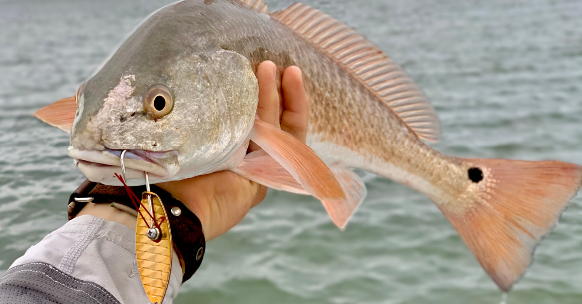 H&H Tackle Redfish Weedless Spoon Fishing Lure, Gold, 0.25 oz, HRWS14-02 