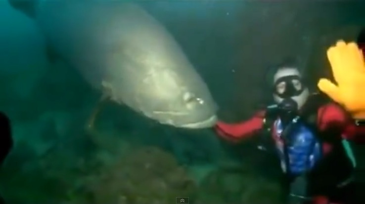 Goliath Grouper Bites Diver Over Bad Sign Language...