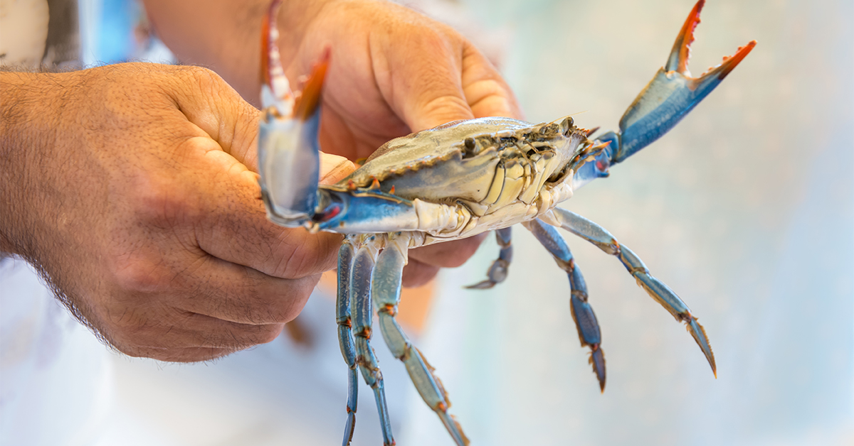 How To Catch Loads Of Blue Crabs (Without Crab Traps)