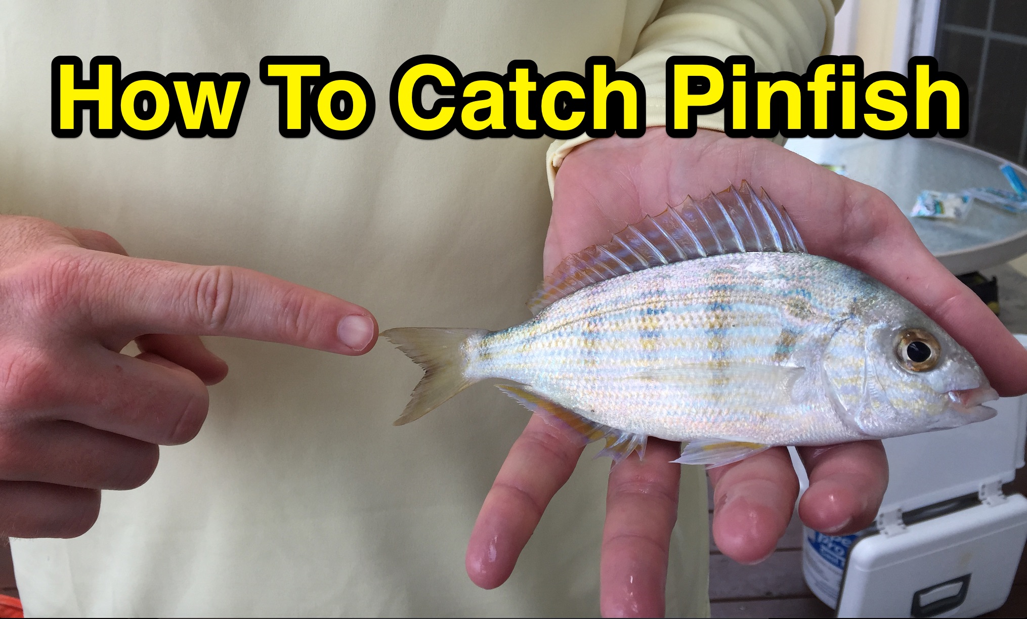 How To Catch Pinfish For Bait Without A Net Or Trap [Video