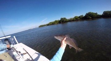 How To Find Redfish In A New Area (Crystal River Fishing Report)