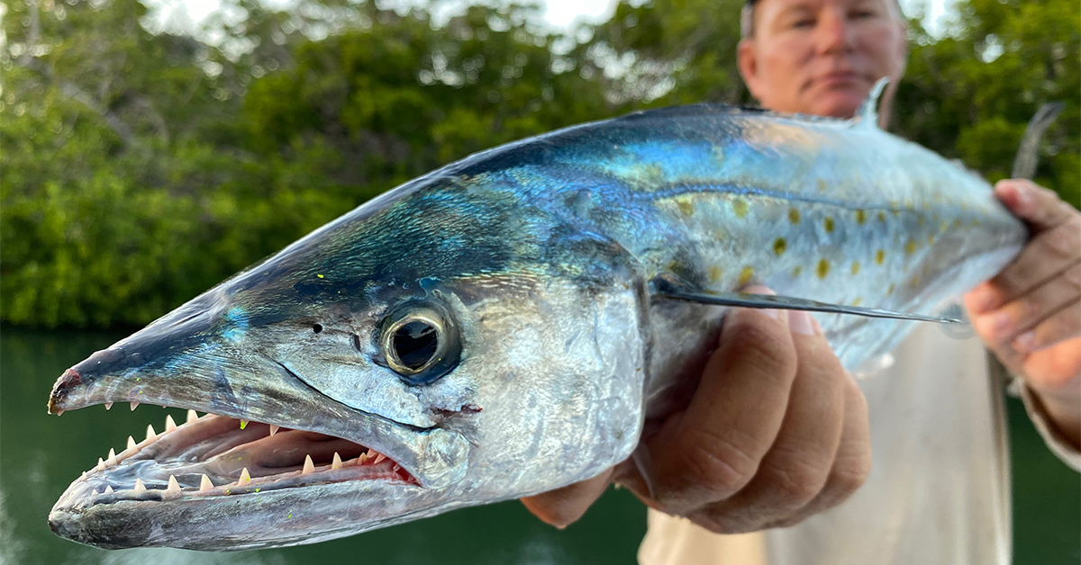 https://www.saltstrong.com/wp-content/uploads/how-to-catch-spanish-mackerel.jpg