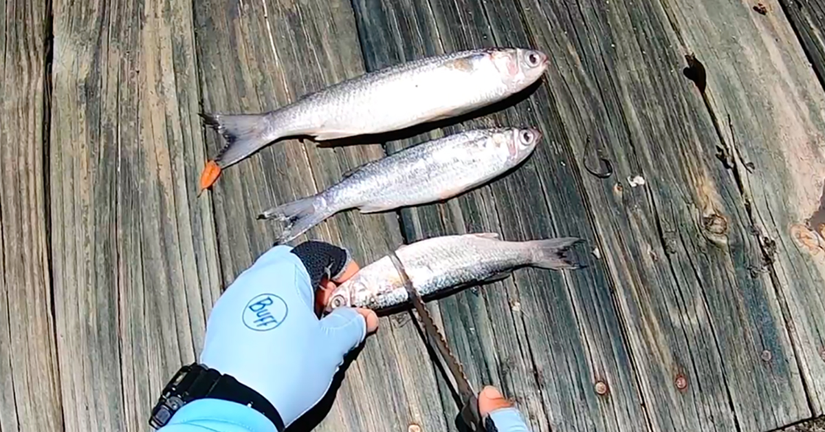 Cut Bait Fishing Tips (For Redfish, Black Drum, Snook & More)