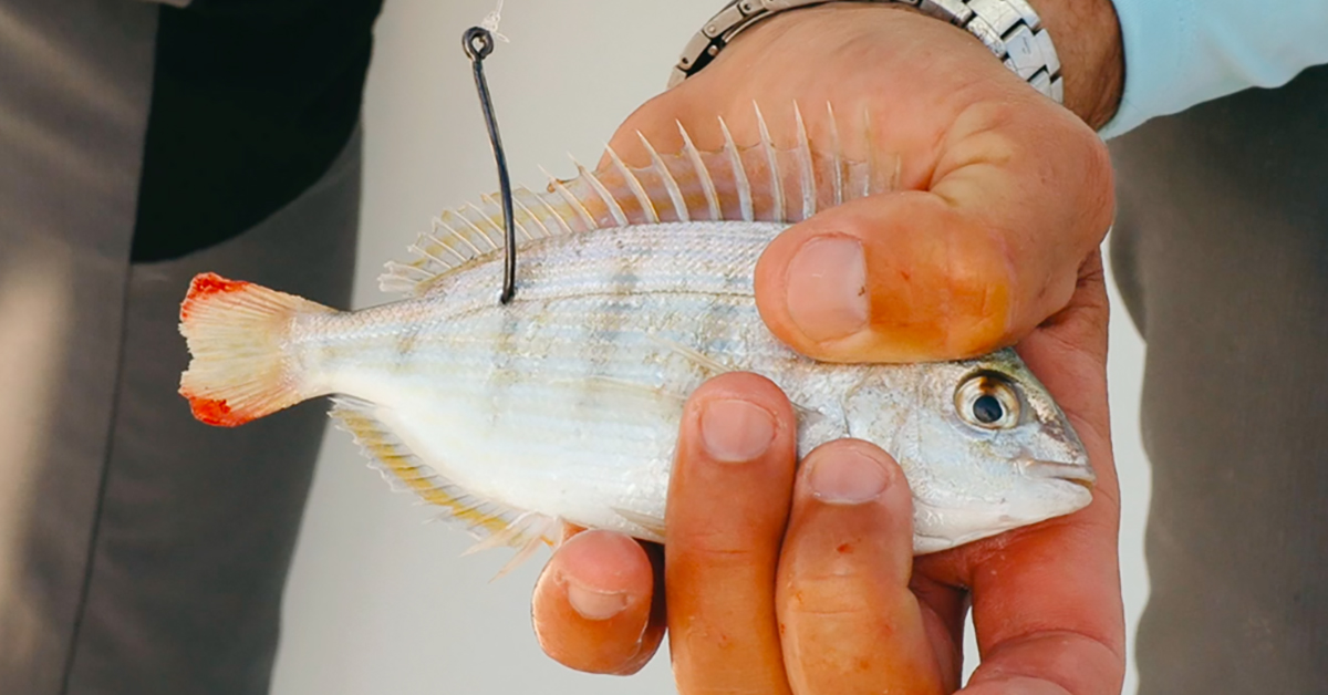 How To Hook Live Pinfish & Pigfish Like A Pro