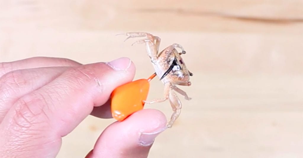 How To Rig Fiddler Crabs To Catch More Sheepshead