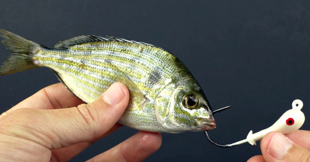 How To Easily Catch Pinfish In A Pinfish Trap