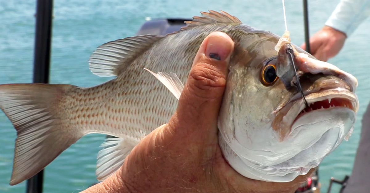 How to Catch Offshore Snapper on Lures – Tackle Tactics