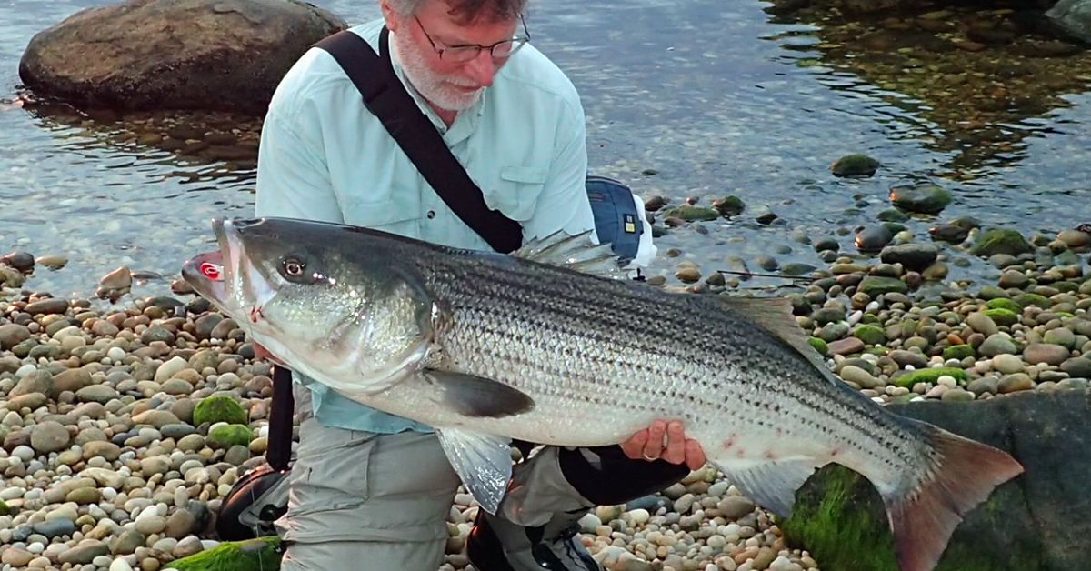 Master The Striped Bass Rig: Top Rated Rig For Striped Bass!