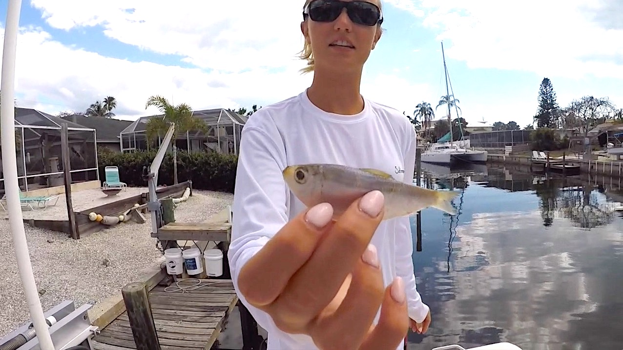The 3 Best Live Bait Fish For Inshore Fishing In Florida