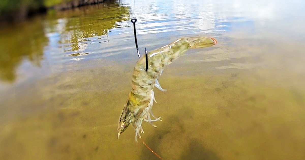 Top 3 Shrimp Rigging Mistakes (You're Probably Making)