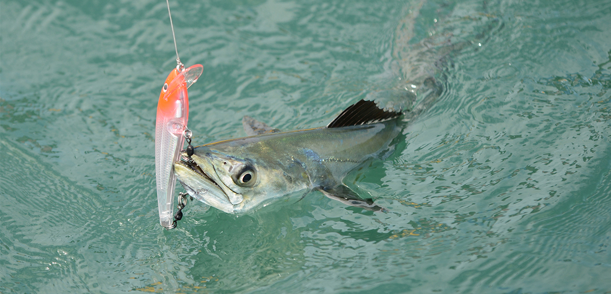 Dead Bait Wire Mackerel Rig 101 - To Catch big Spanish! Fishing