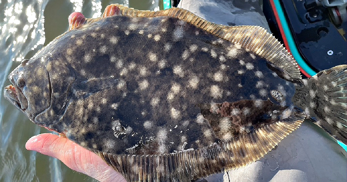 Easiest Way To Target Fall Flounder in Marsh Systems