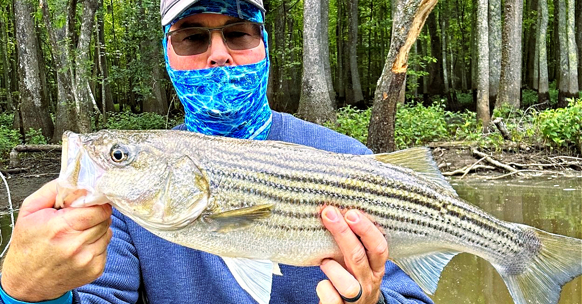 This Lure Tweak To The Nub Saved The Day [Fishing Report] » Salt Strong  Fishing Club