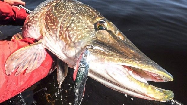 The Truth About Leaving A Fishing Lure In A Fish's Mouth (STUDY)