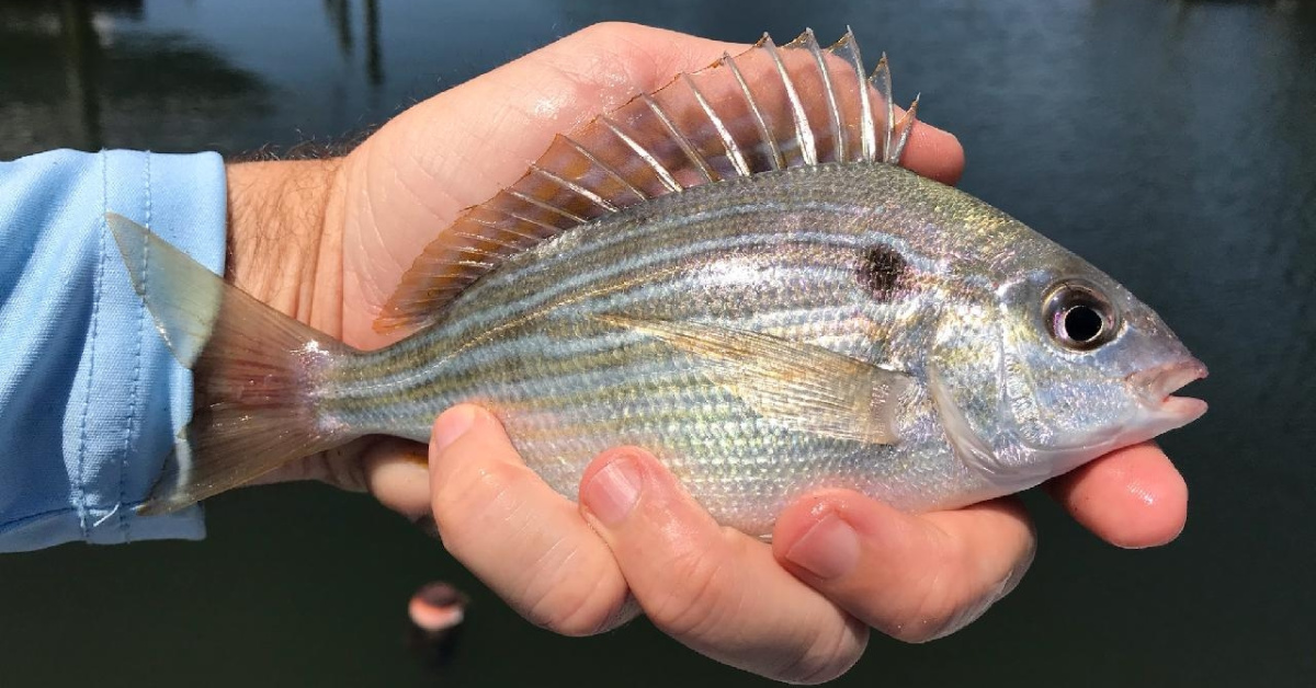 The Quick & Easy Way To Chum For Pinfish (And Stop Paying For Them)